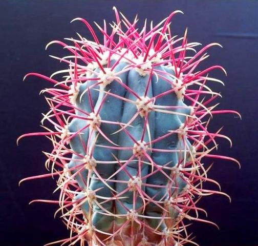 Ferocactus_gracilis_2